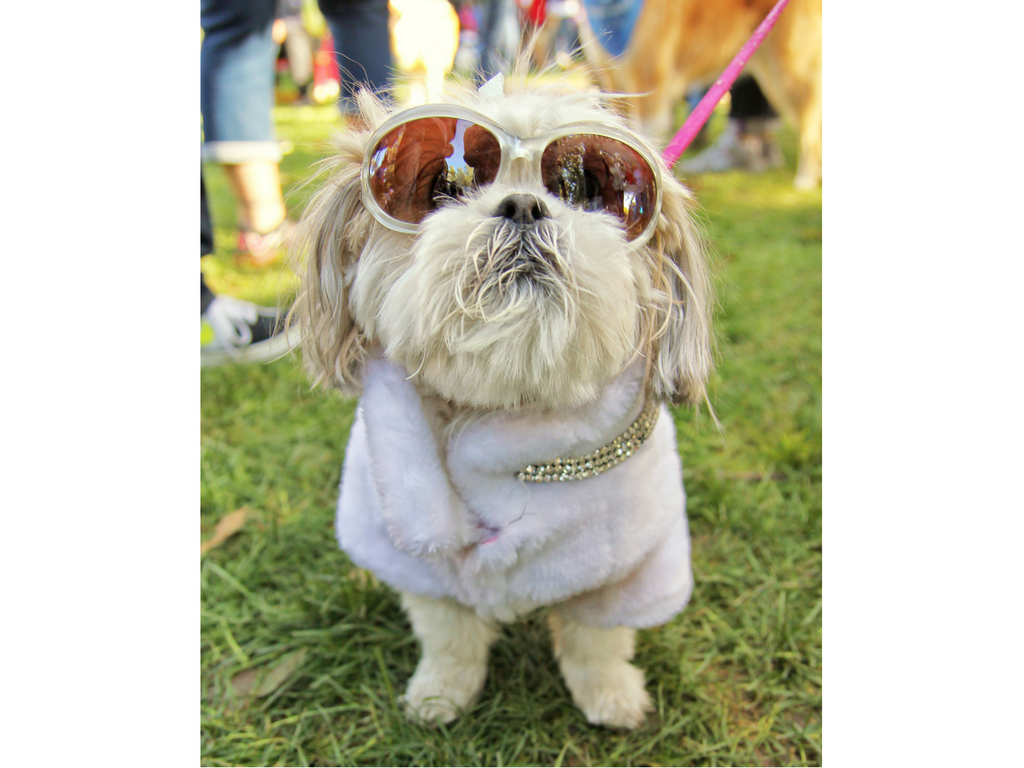 How to Make Your Dog Famous On Instagram Clever Dog Products (Pooch